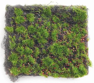 Grama Artificial Verde Musgo 100x100cm - Coleção Chalé - Ref 1822235 Cromus