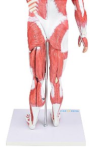 FIGURA MUSCULAR DE 80 CM COM 27 PARTES