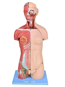 TORSO MUSCULAR LUXO BISSEXUAL DE 85 CM C/  32 PARTES