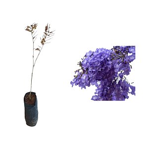 Jacarandá Mimoso - 1 Muda Ornamental Pequena