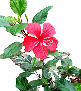 Hibisco Tricolor Vermelho - 1 muda ornamental