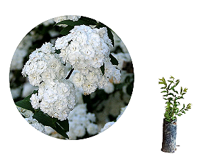 Grinalda De Noiva - 1 Muda Ornamental - Manah Da Terra