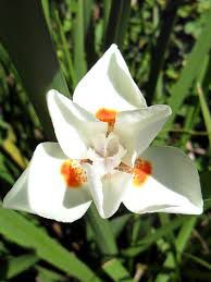 Moréia - Flor Branca (1 Muda)