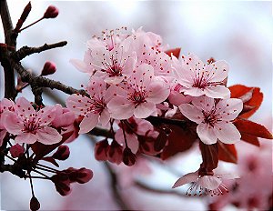 Cerejeira Sakura Okinawa - 1 Muda