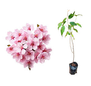 Cerejeira Sakura Okinawa - 1 Muda Ornamental