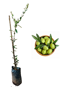 Oliveira - 1 Muda Premium