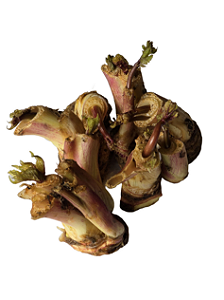 Batata Baroa, Mandioquinha, Salsa - 50 Rizomas