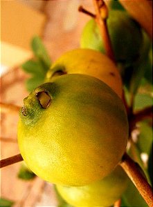 Muda Frutifera de Araça Amarelo - Muda De 1m - Cultivo Livre de Agrotoxico
