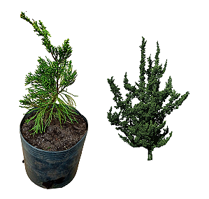 Kaizuka P - 1 Muda Ornamental