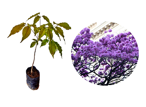 Ipê Roxo - 1 Muda Premium - Adubada