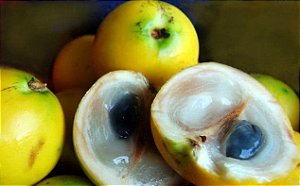 1 Muda Frutifera de Abiu Amarelo (1m) - Cultivo Livre De Agrotóxico