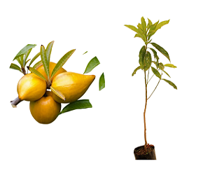 Abiu Amarelo - 1 Muda Pronta Para Plantar