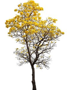 Ipê Amarelo -  1 Muda Pequena Ornamental