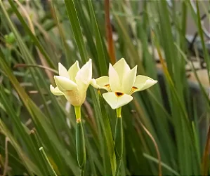 Moréia - Flor Amarela - 1 Muda Premium