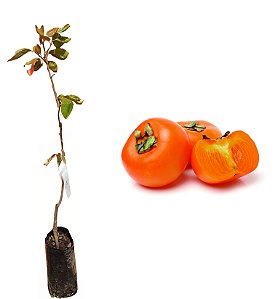 Caqui Fuyu - 1 Muda Sem Agrotóxicos - Manah da Terra