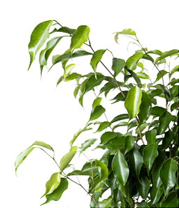 Ficus - 1 Muda Ornamental