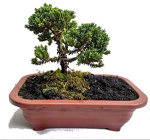Bonsai Mini Junípero - 1 Muda - Foto Real
