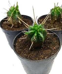 Muda Ornamental de Cacto Euphorbia - Enopla - Heptagona - 1 Muda Vaso Nº 9