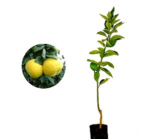Laranja Zamboa - 1 Muda Enxertada - Já Produzindo!