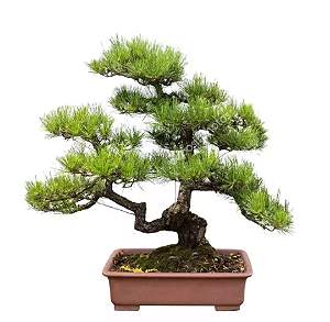 Kit 2 Mudas Ornamentais de Pinho Eliote  ( 2 Mudas Jovens Para Bonsai)