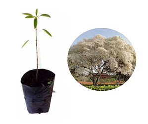 Neve Da Montanha - 1 Muda Ornamental