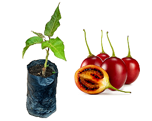 Tamarilho Roxo (tomate De Árvore) - 1 Muda - Produz Rápido