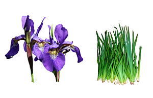 Iris Azul / Falsa iris / Flor do nilo - 10 mudas em raiz nua