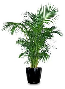 Palmeira Areca Bambu - 1 Muda Ornamental Belissima - Manah da Terra