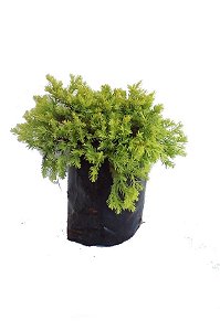 Tuia Gold - 1 Muda Ornamental
