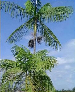 Muda Ornamental de Palmeira Jussara - Sem Agrotóxico!