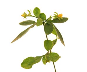 Jasmim Fruticans - 1 Muda Média