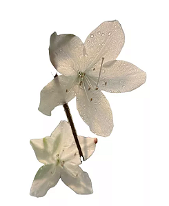 Azaleia Branca - 1 Muda Ornamental
