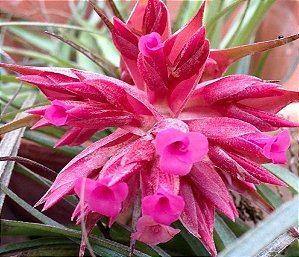 Tillandsia geminiflora (Air Plant)