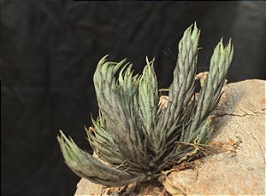 Tillandsia tricholepsis (Air Plant)