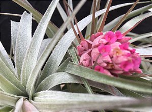 Tillandsia gardneri (Air Plant)