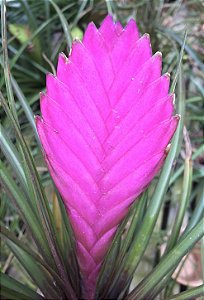 Tillandsia cyanea