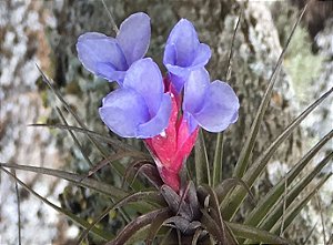 Tillandsia tenuifolia (Air Plant)