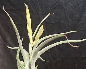 Tillandsia caput-medusae Var Alba (Air Plant)