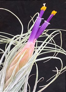 Tillandsia oaxacana (Air Plant)