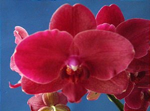 Phalaenopsis Van Der Holland "Red"