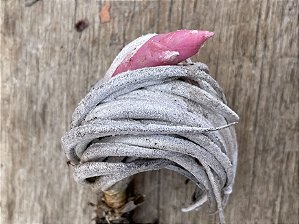 Tillandsia Carminea Var Minor (Air Plant)