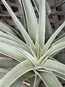Tillandsia polhiana (Air Plant)
