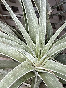 Tillandsia polhiana (Air Plant)