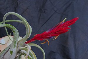 Tillandsia caput-medusae (Air Plant)