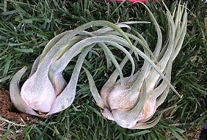 Tillandsia seleriana (Air Plant)