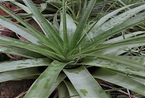 Tillandsia utriculata "El Hatillo" (Air Plant)