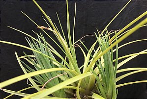 Tillandsia Concolor (Air Plant)