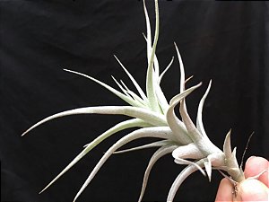 Tillandsia albida (Air Plant)