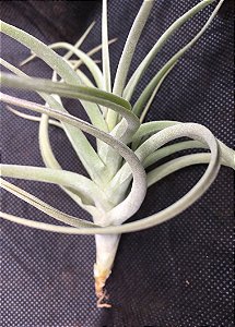 Tillandsia Inca Gold (Air Plant)