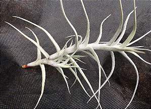 Tillandsia diaguitensis (Air Plant)